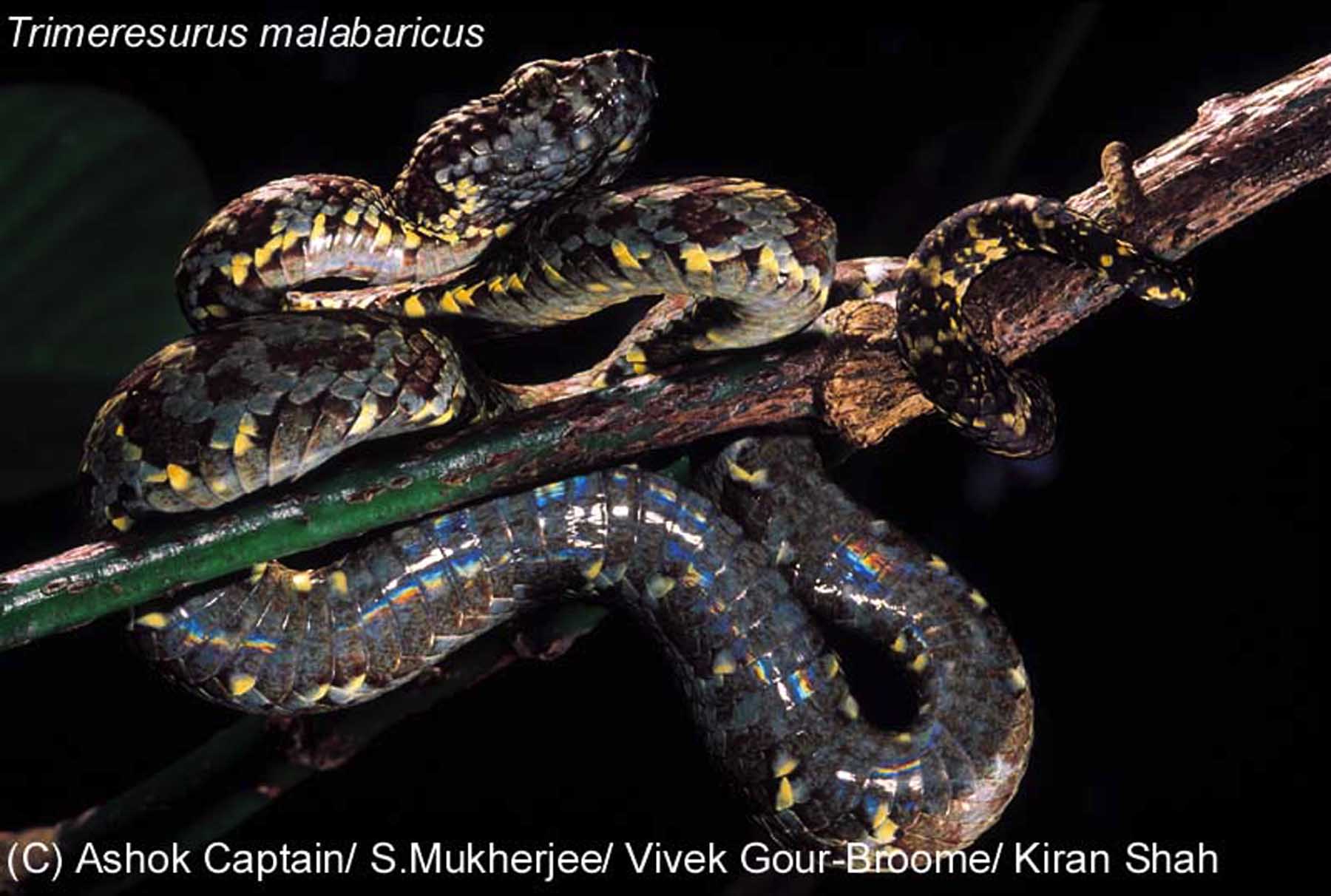 T malabaricus.jpg [147 Kb]